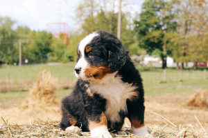 Photo №3. Puppies of the Bernese Mountain Dog are offered for sale.. Belarus