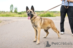 Photo №3. Young mestizo shepherd dog Rich in good hands. Russian Federation