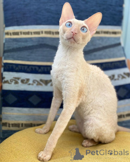 Photo №1. cornish rex - for sale in the city of Aizlingen | 516$ | Announcement № 157700