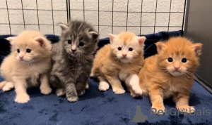 Photo №1. maine coon - for sale in the city of Arnsberg | negotiated | Announcement № 170320