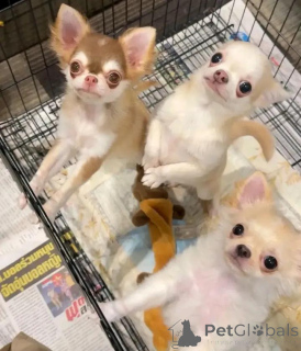 Photo №1. chihuahua - for sale in the city of Helsinki | 516$ | Announcement № 113475