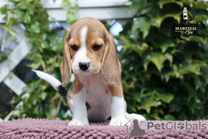 Additional photos: Wonderful beagle's puppy