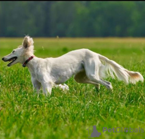 Additional photos: Saluki puppies, females and males