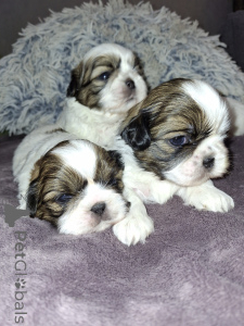 Photo №2 to announcement № 165356 for the sale of lhasa apso, maltipu, pekingese, pomeranian, poodle (toy), shih tzu - buy in Latvia private announcement, from nursery, breeder