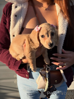Photo №2 to announcement № 178677 for the sale of dachshund - buy in Germany breeder
