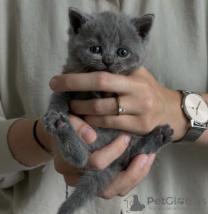 Photo №1. british shorthair - for sale in the city of Orlando | 264$ | Announcement № 98190