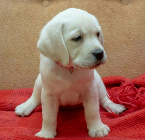 Photo №4. I will sell labrador retriever in the city of Бахмач. private announcement - price - Negotiated