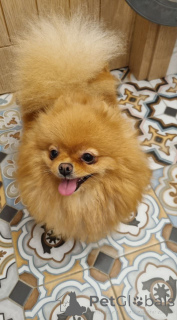 Photo №2 to announcement № 149299 for the sale of pomeranian - buy in Austria from nursery