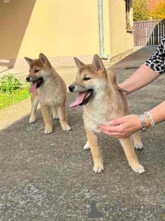 Photo №1. shiba inu - for sale in the city of Zrenjanin | 413$ | Announcement № 160577