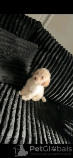 Photo №1. poodle (toy) - for sale in the city of Berlin | Is free | Announcement № 123069