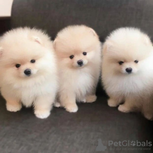 Photo №1. pomeranian - for sale in the city of Vienna | 450$ | Announcement № 38288