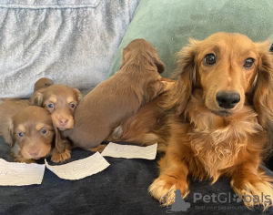 Photo №2 to announcement № 132790 for the sale of dachshund - buy in Germany private announcement