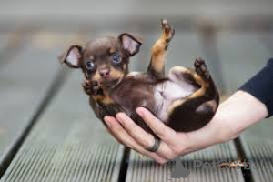 Photo №1. chihuahua - for sale in the city of Бохум | negotiated | Announcement № 136775