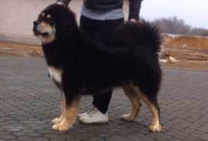 Photo №2 to announcement № 1425 for the sale of tibetan mastiff - buy in Russian Federation private announcement