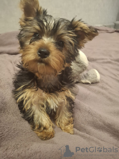 Additional photos: Yorkie puppy.