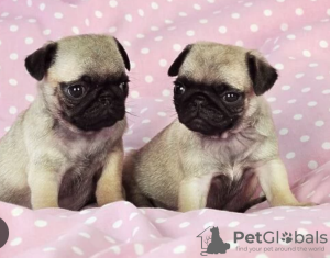 Photo №1. pug - for sale in the city of Stockholm | negotiated | Announcement № 96323