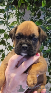 Photo №2 to announcement № 92663 for the sale of boxer - buy in United States breeder