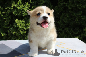 Photo №4. I will sell welsh corgi in the city of Bachka-Palanka. breeder - price - negotiated