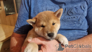 Photo №2 to announcement № 89575 for the sale of shiba inu - buy in Sweden private announcement