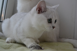 Additional photos: British Shorthair