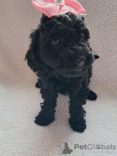 Photo №4. I will sell poodle (toy) in the city of Gioleika. private announcement - price - 413$