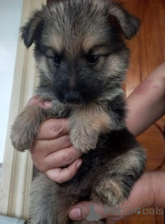 Photo №2 to announcement № 136646 for the sale of german shepherd - buy in Philippines private announcement, breeder