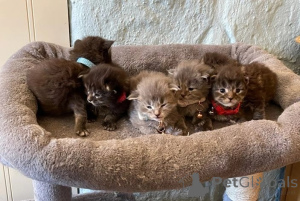 Photo №1. maine coon - for sale in the city of Siegburg | 329$ | Announcement № 148548