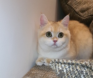 Photo №1. british shorthair - for sale in the city of Dubai | 124$ | Announcement № 106678