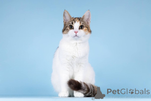 Photo №3. We are looking for the kindest hands for teenage kitten Niki.. Russian Federation