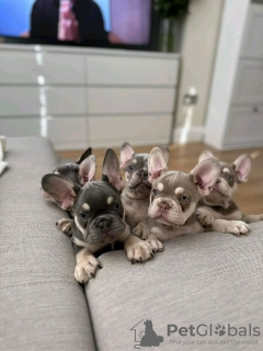 Photo №1. french bulldog - for sale in the city of Helsinki | 740$ | Announcement № 80048