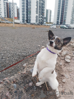 Photo №3. Little cheerful dog. Russian Federation
