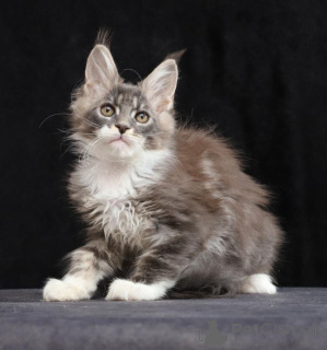 Photo №1. maine coon - for sale in the city of Mindelheim | 329$ | Announcement № 150497