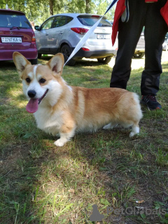 Photo №4. I will sell welsh corgi in the city of Minsk. from nursery, breeder - price - 1785$