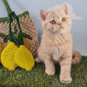 Photo №3. Meet Oliver our dapper little gentleman with golden eyes and a heart full of. Luxembourg