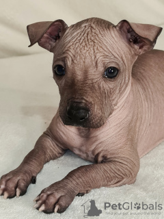 Photo №1. mexican hairless dog - for sale in the city of Cherkasy | negotiated | Announcement № 17912