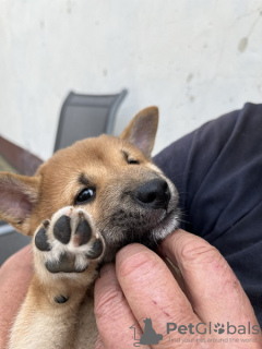 Additional photos: Shiba Inu puppies