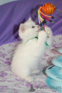 Photo №4. I will sell british shorthair in the city of Odessa. from nursery, breeder - price - 495$