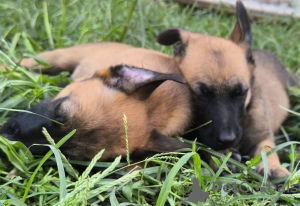 Photo №1. belgian shepherd - for sale in the city of Belgrade | negotiated | Announcement № 110341