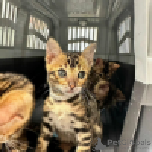 Photo №3. Stunning Bengal kittens. Germany