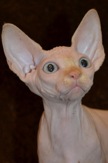 Photo №3. Sale of Sphynx kittens from the nursery!. Ukraine