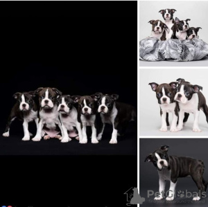 Photo №1. boston terrier - for sale in the city of Hadera | 2500$ | Announcement № 39864