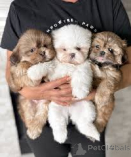 Photo №1. shih tzu - for sale in the city of Antwerp | 723$ | Announcement № 161878