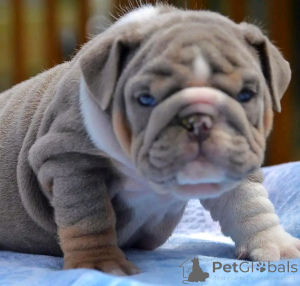 Photo №1. english bulldog - for sale in the city of Woltersdorf | 941$ | Announcement № 137597