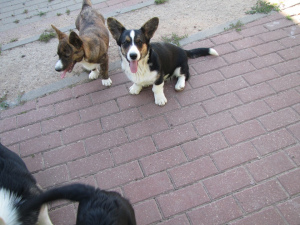 Photo №1. welsh corgi - for sale in the city of Minsk | 500$ | Announcement № 3116