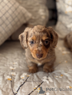 Photo №1. dachshund - for sale in the city of Brno | negotiated | Announcement № 176443