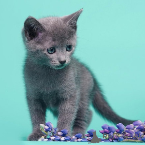 Photo №3. Russian blue kittens. Austria