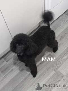 Photo №2 to announcement № 172197 for the sale of poodle (toy) - buy in Netherlands private announcement