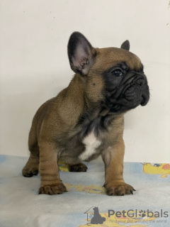 Additional photos: French bulldog puppies for sale