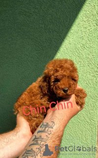 Photo №3. RED POodle puppies. Serbia