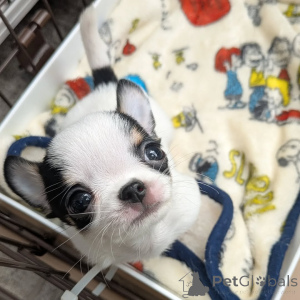 Photo №2 to announcement № 163643 for the sale of chihuahua - buy in Finland private announcement, from the shelter